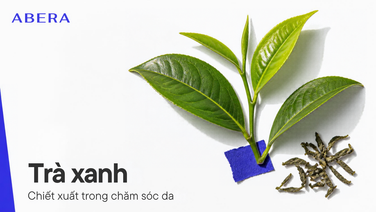 Chiết xuất Trà Xanh: Chống oxy hóa, hỗ trợ làm dịu và chăm sóc da trước tác động môi trường