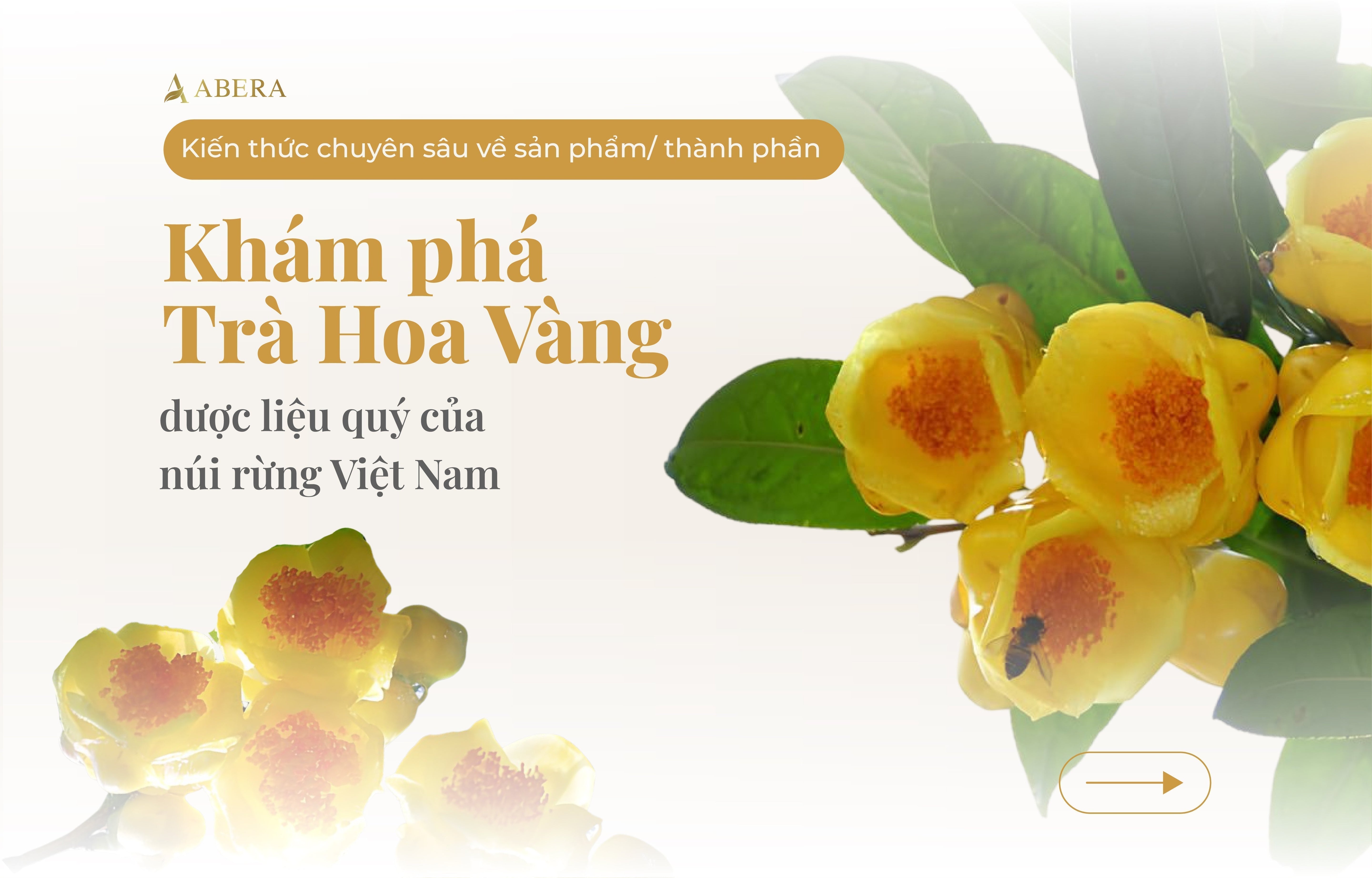 Khám phá trà hoa vàng: Dược liệu quý của núi rừng Việt Nam