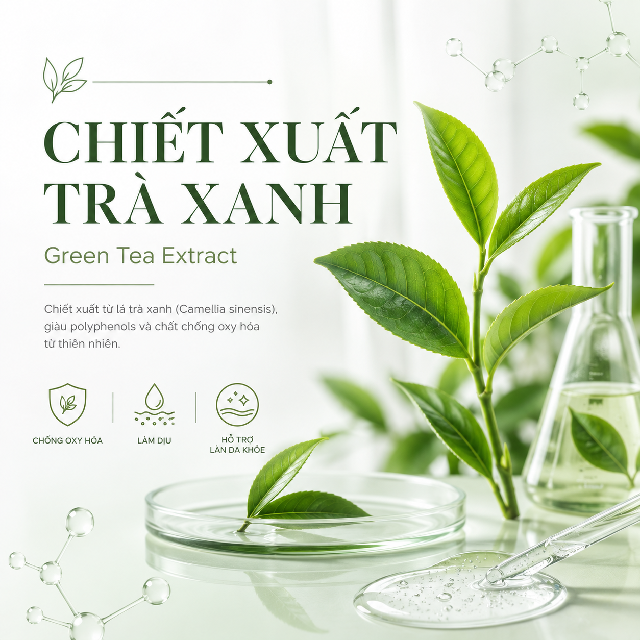 TÀI LIỆU NGHIÊN CỨU KHOA HỌC - Chiết xuất Trà Xanh