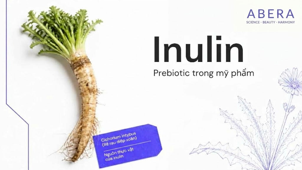 Inulin: Vai trò điều hoà da và ứng dụng trong chăm sóc bảo vệ da